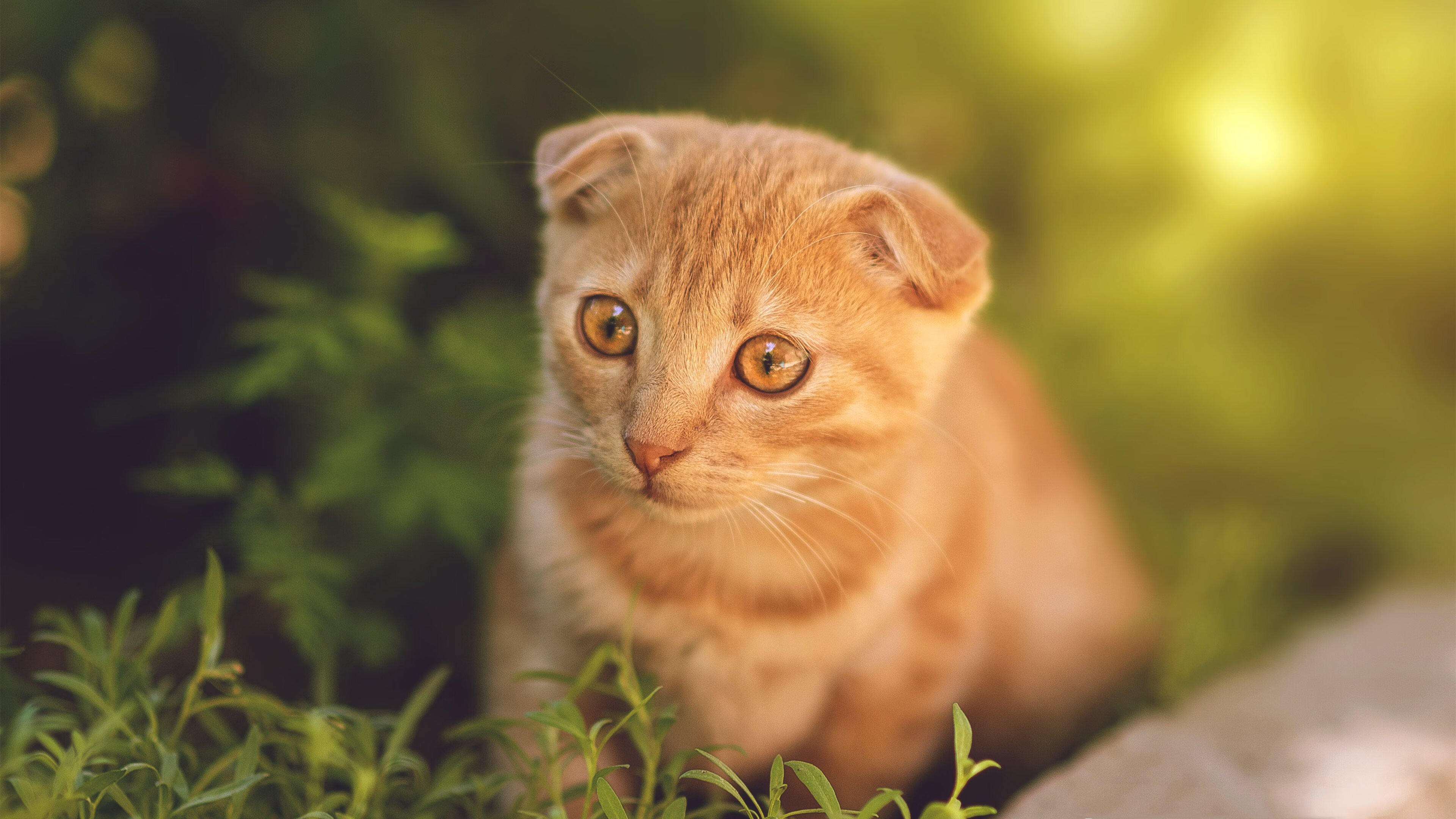 新疆队一波带走开拓者，范弗利特成为关键先生