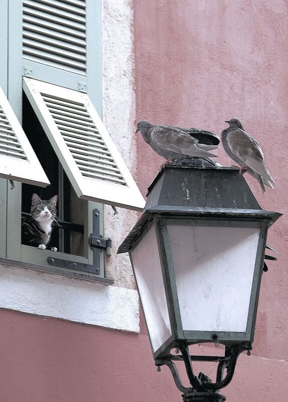 约基奇式统治力启示录，从丹佛高原到辽宁逆转的精神内核